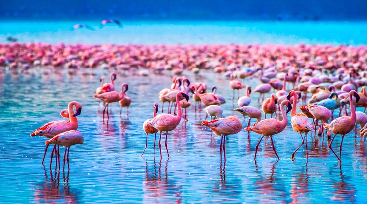 Lake Manyara National Park flamingos