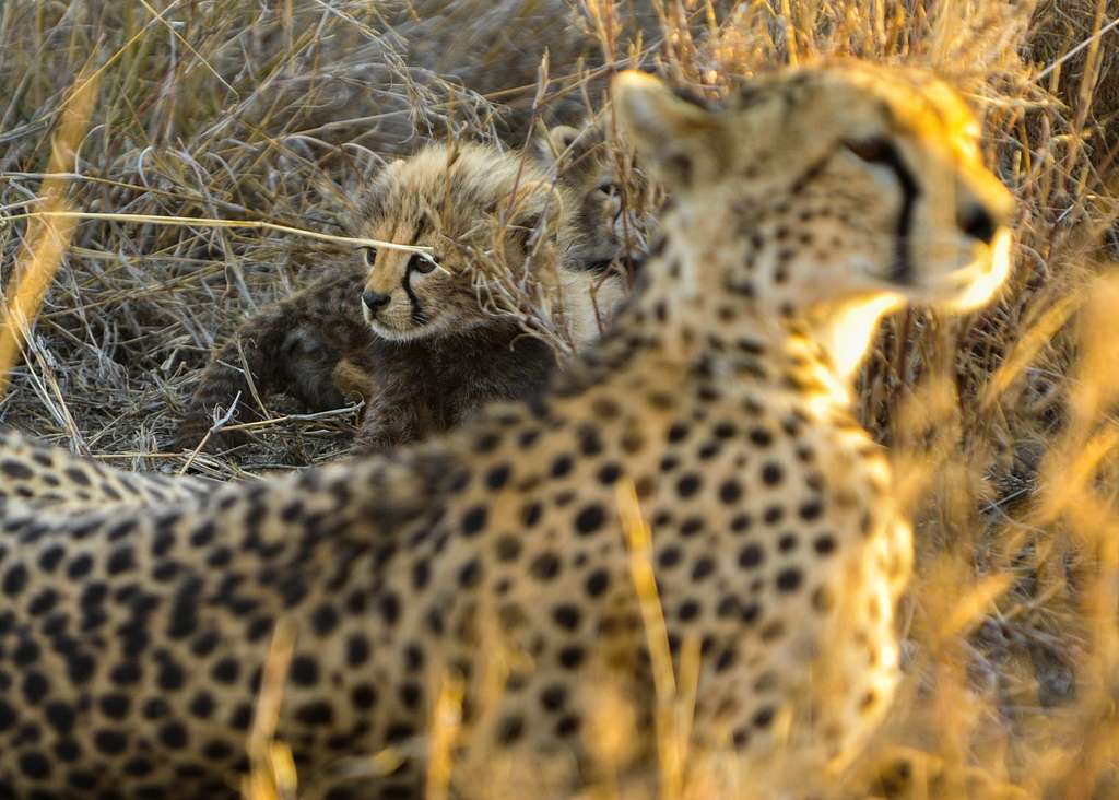cheetah cubs by their mother in serengeti national africa