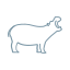 hippo