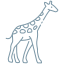 giraffe