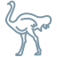 ostrich